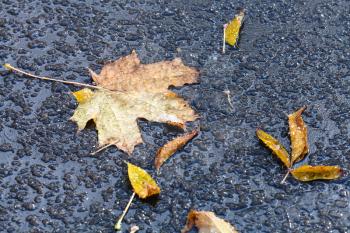 fallen leaves in puddle from melting first snow on asphalt path in autumn
