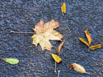 fallen leaves in melting first snow on asphalt path in autumn