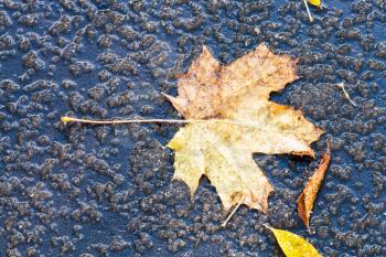 mapple leaf in puddle from melting first snow on asphalt path in autumn
