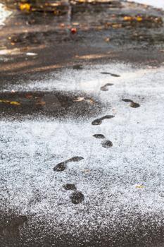 footprints in wet path in city park covered by first snow in autumn