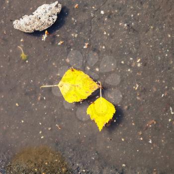 two yellow fallen birch leaves float on surface of puddle in sunny autumn day