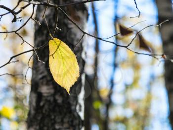 last yellow hazel leaf on tree in forest in sunny autumn day