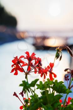 travel to Bratislava city - red flowers illuminated by sunlight at dawn over Danube river