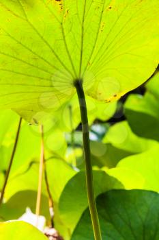 natural background - back side of green big leaf of lotus illuminated by sunlight