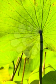 natural background - back side of green big leaf of lotus close up outdoors