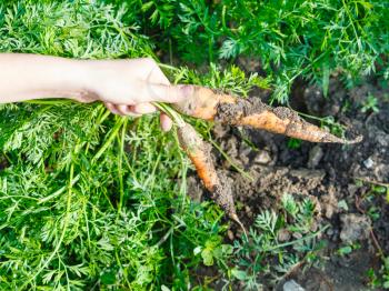 harvesting - Two freshly picked ripe carrots in hand and green garden bed on background