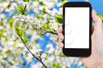 travel concept - hand holds smartphone with cut out screen and white flowers on apple tree in spring on background
