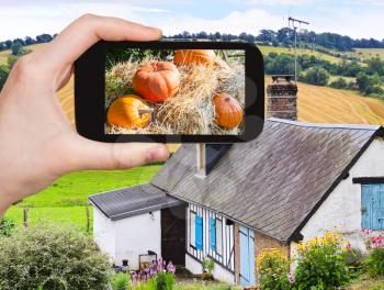 season concept - man taking picture of ripe pumpkins on straw in garden at peasant farm on smartphone