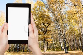 season concept - hand holds tablet pc with cut out screen and yellow tree in autumn forest on background