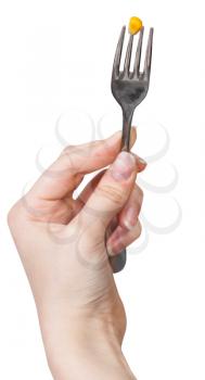 one yellow maize seed impaled on fork in female hand isolated on white background