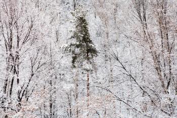 pine tree in white snow forest in winter season