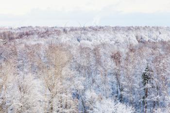 snow trees in forest in winter season