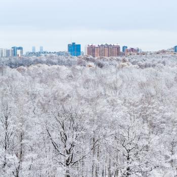 snow oak trees in woods and city in cold winter day