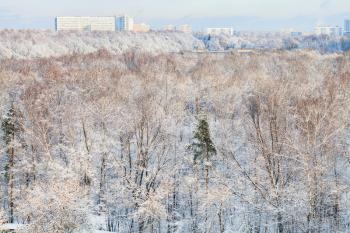 snow forest and urban houses in winter season