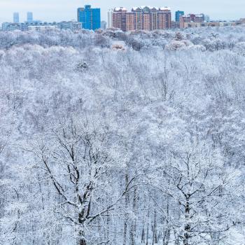 snow oak trees in forest and city in blue cold winter morning