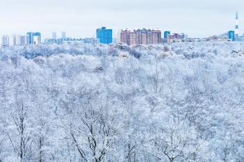 city and snow forest in blue cold winter morning
