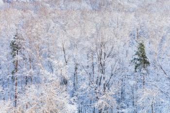 pine trees in snow forest in winter season