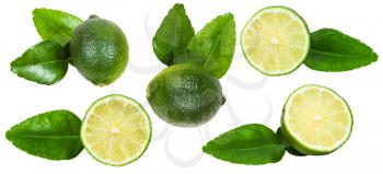 set of fresh green kaffir lime fruits isolated on white background
