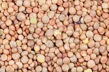 food background - raw brown lentil seeds close up