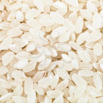 square food background - short-grain uncooked white Kuban rice