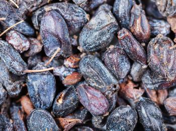 food background - dried black berberis fruits close up