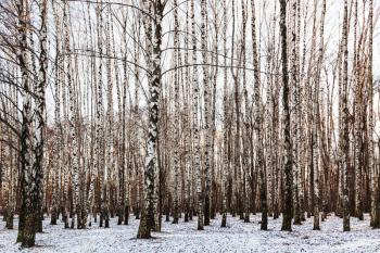 bare birch trees in grove in cold winter day