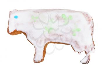 homemade Christmas festive glazed gingerbread cookie - cow figure cookie isolated on white background