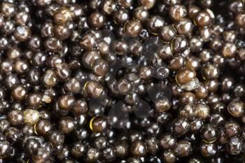 food background - black sturgeon caviar close up