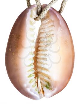 pendant from natural cowry mollusk shell on thread isolated on white background