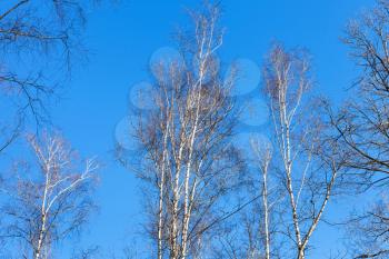bare birch tree tops and blue sky in sunny winter day