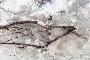 tree branch in ice of frozen puddle in winter day
