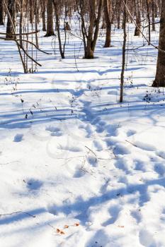footprint in snowy forest in sunny winter day