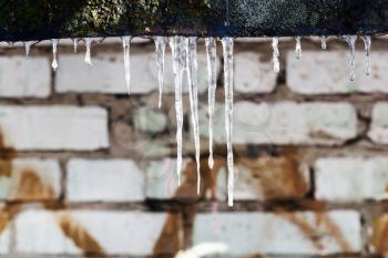 few icicles and brick wall on background in sunny winter day