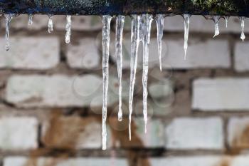 icicles and brick wall on background in winter day