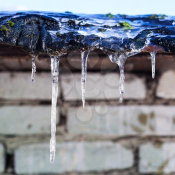 icicles on roof of shed with brick wall in sunny winter day