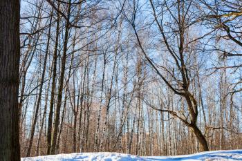 bare trees on snowy hill in urban park in sunny winter day