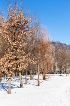 Birch and Alder trees in grove in sunny winter day