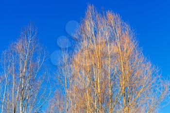 bare Alder trees and blue sky in sunny winter day