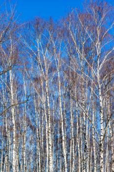 bare birch trees and blue sky in sunny winter day