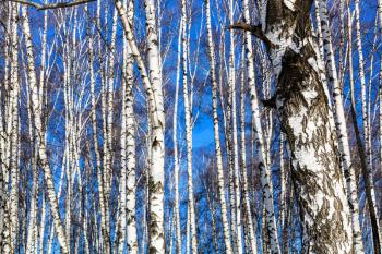 bare birch trunks and blue sky in sunny winter day