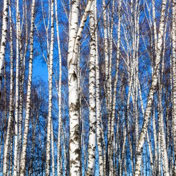 white birch trunks and blue sky in sunny winter day
