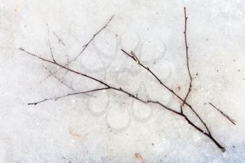natural background - twig in ice of frozen puddle in cold winter day