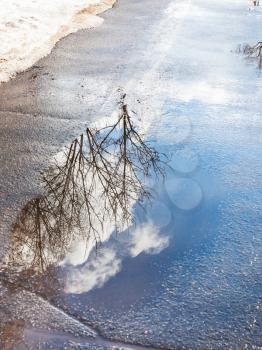 bare trees and sky with clouds reflected in puddle from melting snow on street in sunny spring day