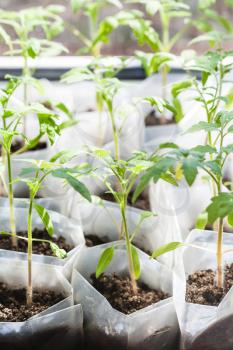 above view of green seedlings of tomato plant in plastic tubes in glasshouse