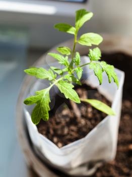 green seedling of tomato plant in plastic tube close up on window sill