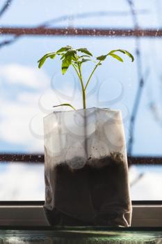 green shoot of tomato plant in plastic tube close up on window sill