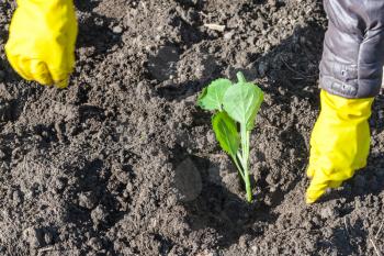 planting vegetables in garden - farmer planting sprout of cabbage in plowed ground in spring season