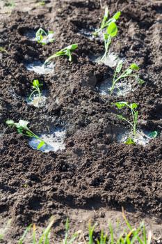 planting vegetables in garden - watered seedbeds with cabbage sprouts in spring