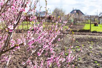 blossoming peach tree and plowed vegetable garden in countryside in spring