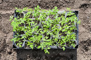 top view of box with young shoots of tomato plant in garden